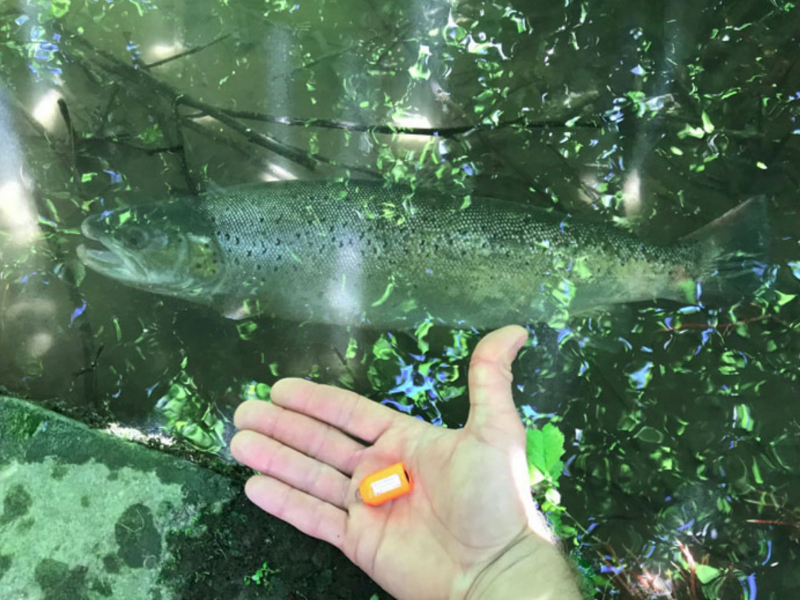 A sea trout returned in 2018 in Brazil with its register brand. Photo credit: OFB