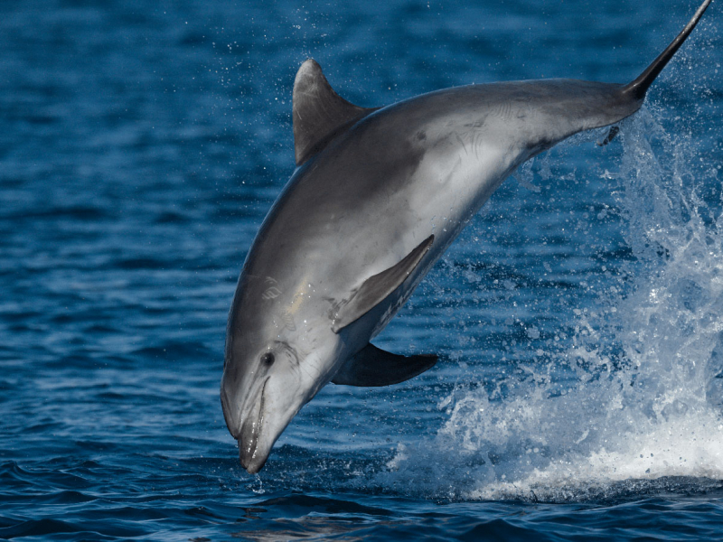 Saut de Grand dauphin (Tursiops truncatus). Crédit photo : Charlie Gicqueau / MIRACETI