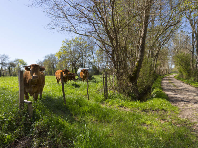 Vaches de race Limousine dans une prairie au printemps. Crédit photo : Philippe Massit / OFB