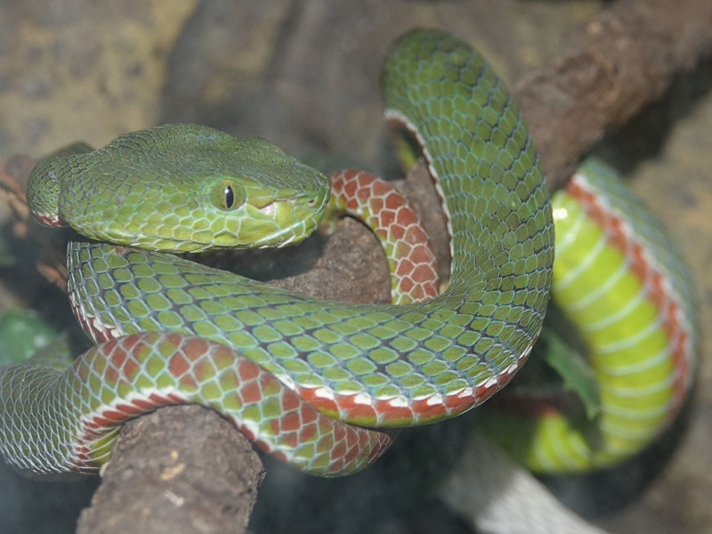 Crédit Eric Hansen - Vipère arboricole asiatique du genre Trimeresurus