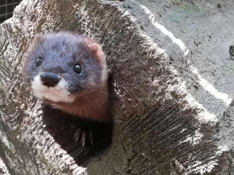 Femelle vison âgée de 6 ans prénommée Maï en captivité dans le centre d'élevage conservatoire de la Réserve Zoologique de Calviac, dans le cadre du Plan national d'actions Vison d'Europe. Crédit photo : Romane Ozenne