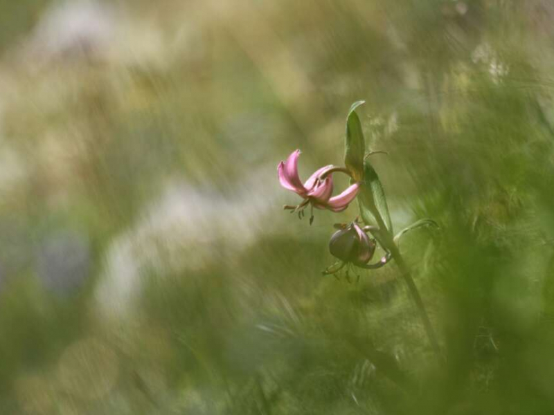 Lis martagon (Lilium martagon), plante protégée inféodée aux prairies de montagne © Delphine Cury / Office français de la biodiversité