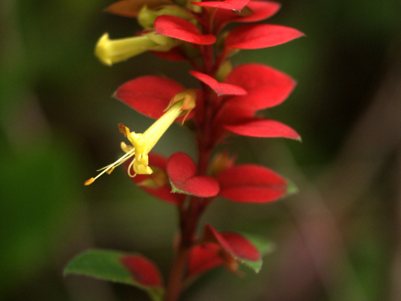 Amasonia campestris. Crédit photo : Liliane Roubaudi - Licence CC BY-SA Tela Botanica