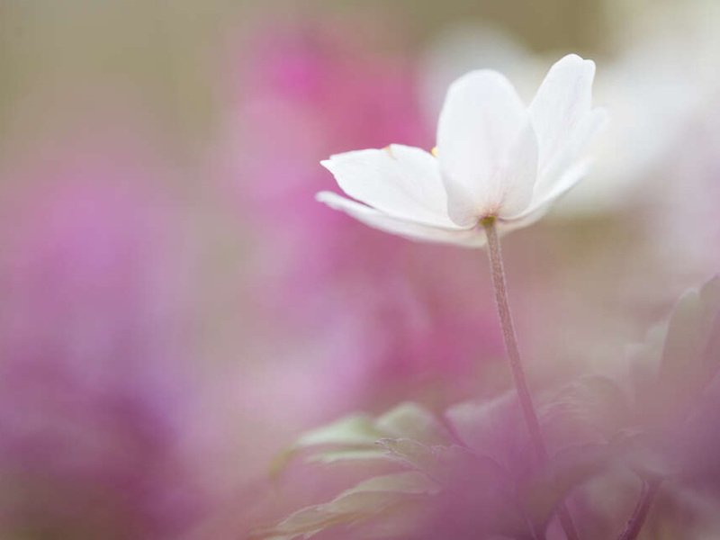 Anémone Sylvie (Anemone nemorosa). Crédit photo : Sébastien Lamy / OFB