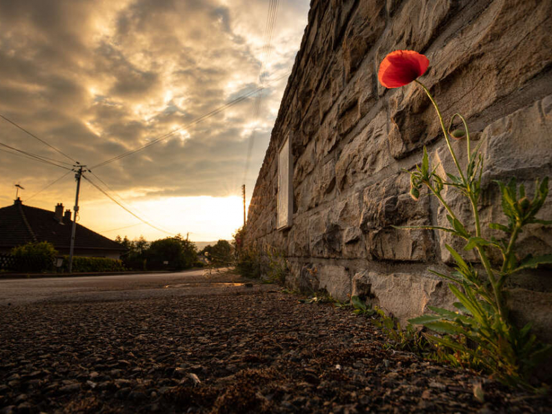 Coquelicot et bitume. Crédit photo : Sébastien Lamy / OFB