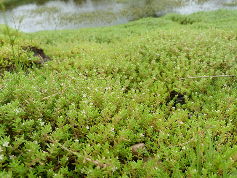 Crassule de Helms (Crassula helmsii). Crédit photo : Benjamin Blondel, CC BY-SA 4.0 via Wikimedia Commons