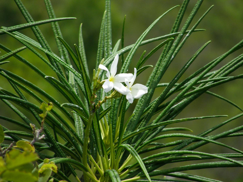 Fleur de frangipanier. Crédit photo : Fabien Berthelat / OFB