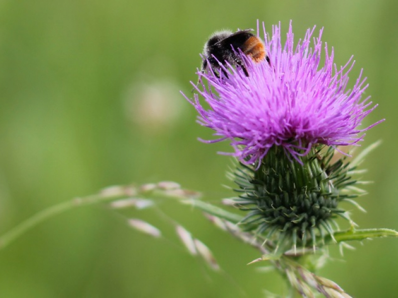 Biodiversité à Saint-Maximin dans l'Oise. Crédit photo : Olivier Debuf / OFB