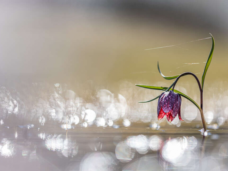 La fritillaire pintade, (Fritillaria meleagris), est une plante herbacée vivace de la famille des Liliaceae, présente dans les zones humides, ici la vallée du Drugeon, dans le Doubs. Crédit photo : Sébastien Lamy / OFB