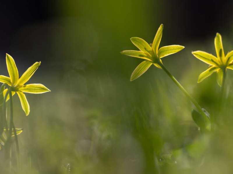 Gagée jaune (Gagea lutea), plante typique inféodée aux abords immédiats des haies. Crédit photo : Sébastien Lamy / OFB