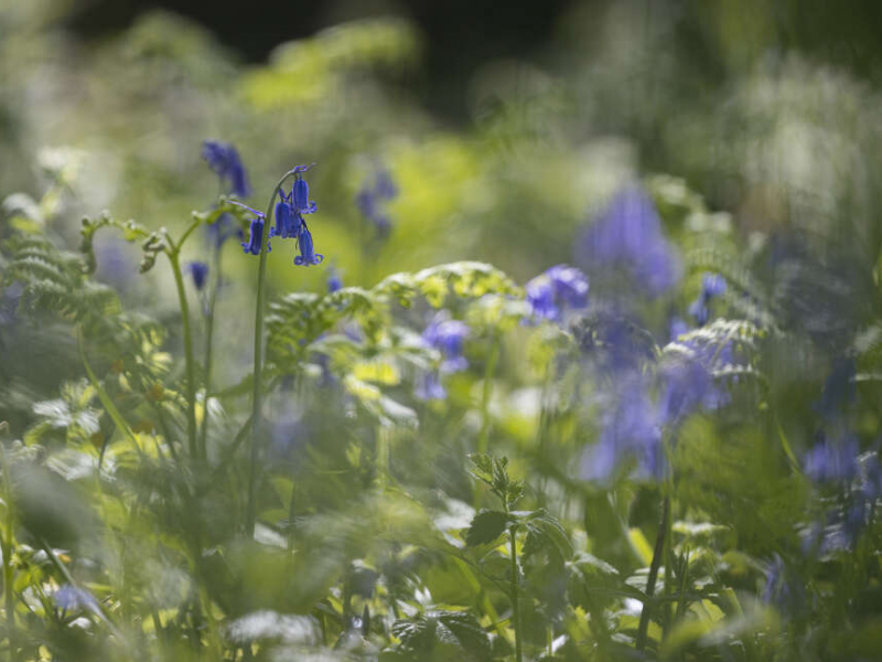 Jacinthe des bois ou Jacinthe sauvage (Hyacinthoides non-scripta). Crédit photo : Philippe Massit / OFB