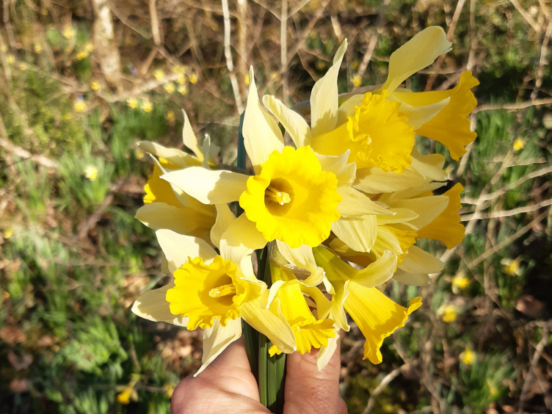 Bouquet de jonquilles. Crédit photo : Nicolas Blanc / OFB