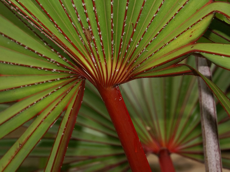 Latanier rouge. Crédit photo : B.navez, CC BY-SA 3.0