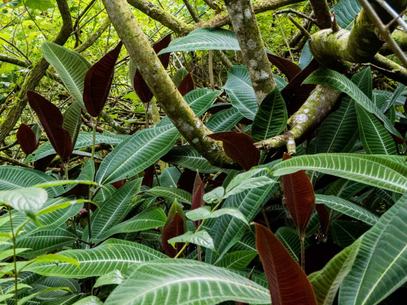 Miconia (Miconia calvescens) en sous-bois – Tahiti. Crédit photo : Office français de la biodiversité
