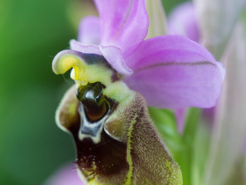 Ophrys de Ficalhoana (Ophrys tenthredinifera subsp. Ficalhoana). Crédit photo : Jordi Estèbe / OFB