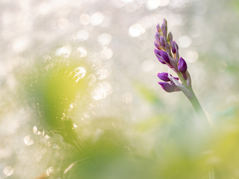 Orchis mâle en fleur. Crédit photo : Sébastien Lamy / OFB