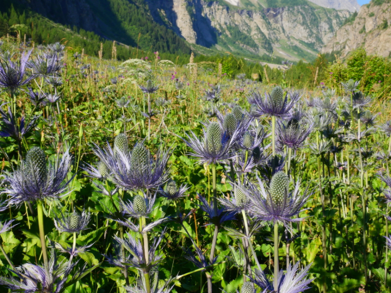 Panicauts des Alpes (Eryngium alpinum) dans le vallon du Fournel. Crédit photo : Parc national des Ecrins