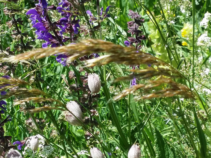 Prairie fleurie. Crédit photo : Parc national des Ecrins