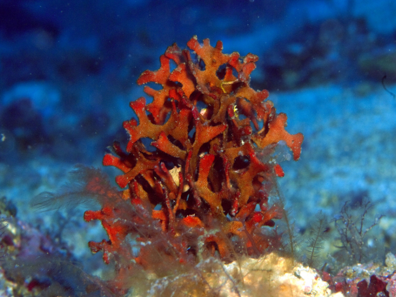 Probablement rose de mer (Pentapora fascialis). Crédit photo : Florian Holon / OFB