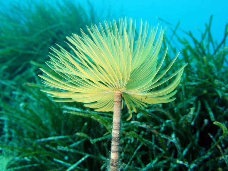 Spirographe (Sabella spallanzanii) logeant près d'un herbier de posidonies (Posidonia oceanica). Crédit photo : Gérard Pergent / EqEL