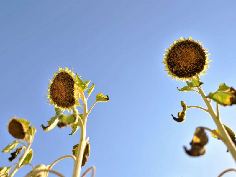 Tournesols (Helianthus annuus). Crédit photo : Séverine Bignon / OFB