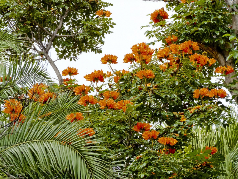 Tulipier du Gabon (Spathodea campanulat). Crédit photo : Alain Kubacsi / Biosphoto