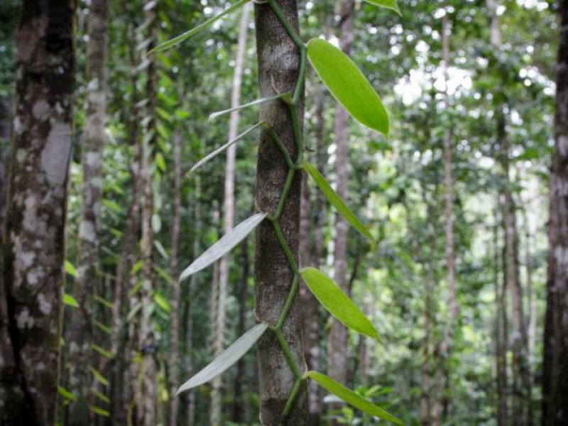 Plantation de vanille. Crédit photo : P-L. Delescluse / Parc national de la Guadeloupe