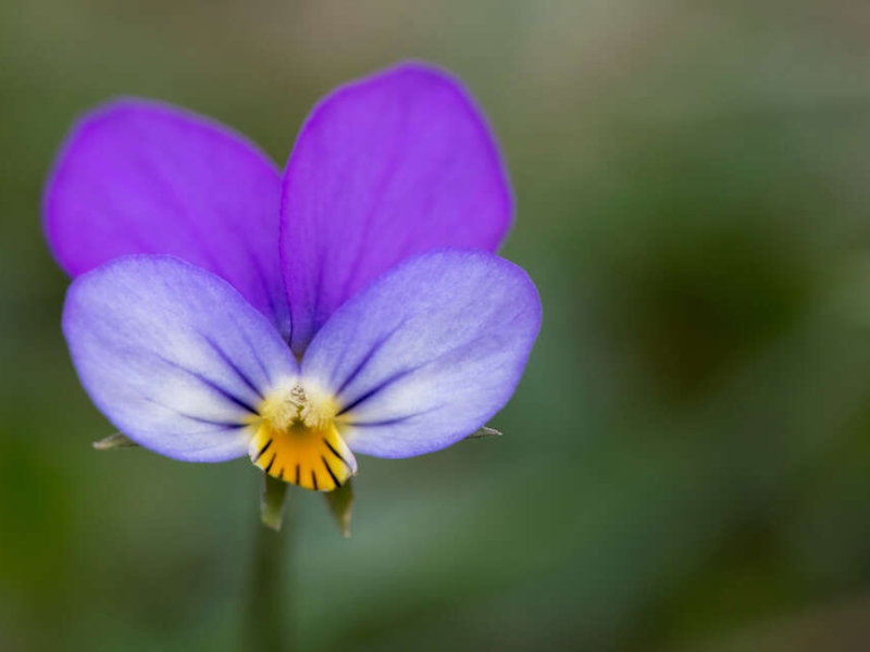 Violette de Curtis (Viola curtisi). Crédit photo : Céline Lecomte / www.celinelecomte.com