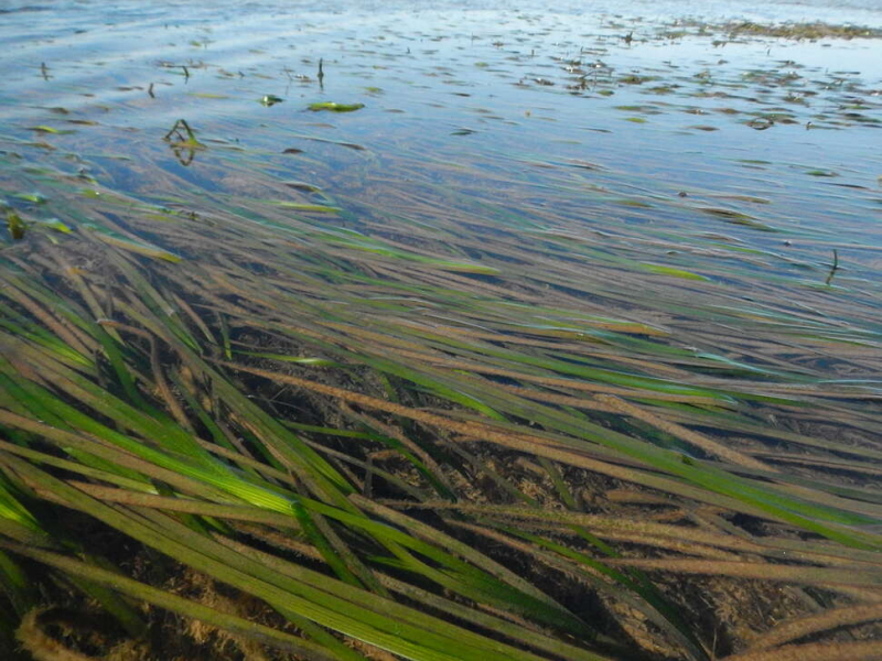 Herbier de zostère (Zostera marina). Crédit photo : Delphine Martin de Mourgues / OFB