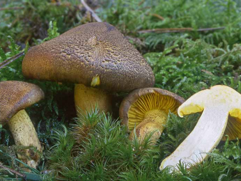 Tricholoma chrysophyllum. Crédit photo : Laurent Deparis