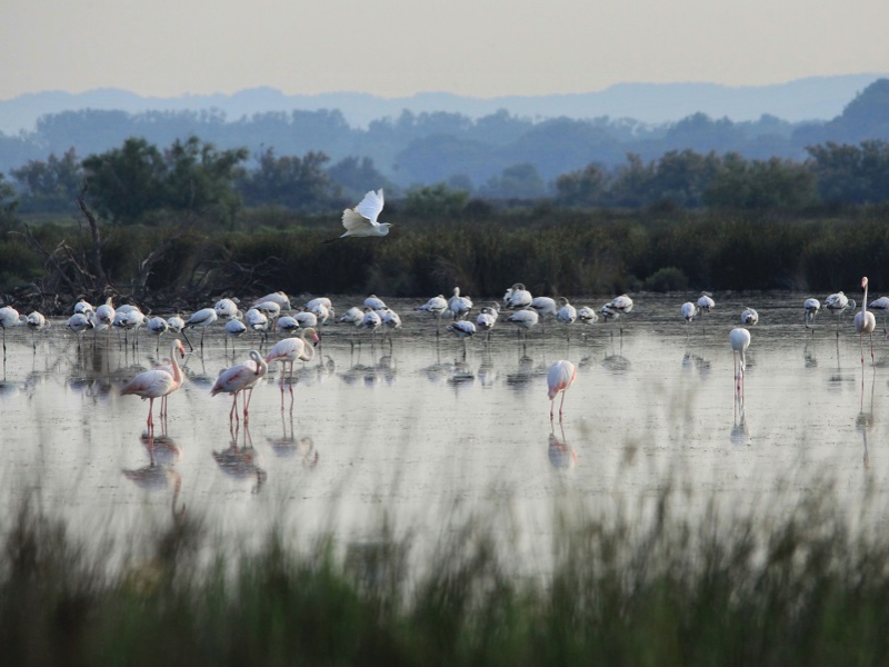 Lagune et flamands rose. Crédits : Jean Jalbert