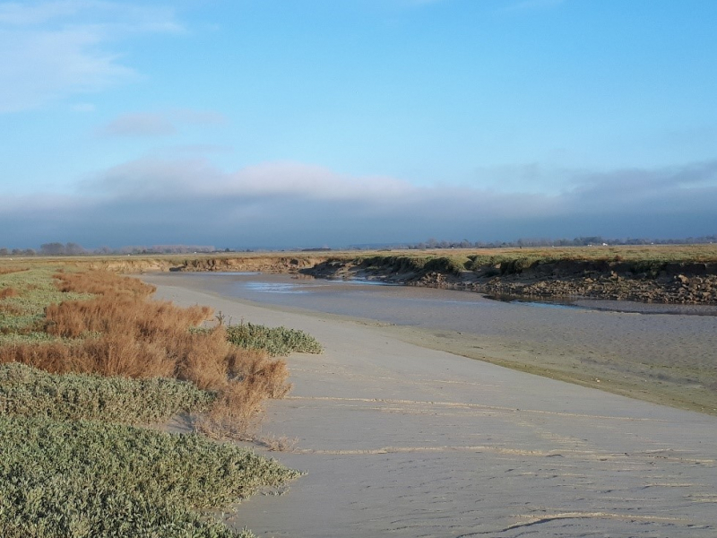 Obiones de la Baie de Somme. Crédit photo : OFB