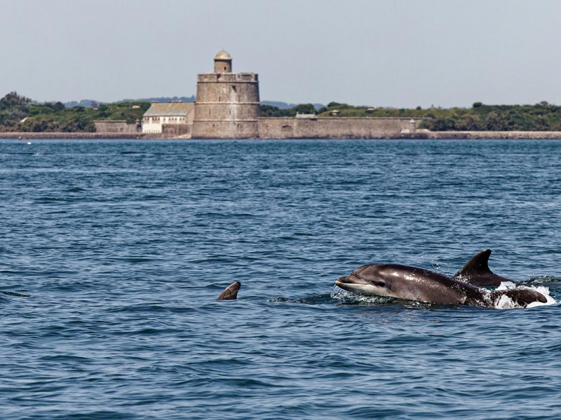 Cetacean study group of the Cotentin Peninsula / Photo credit: Gérard Mauger