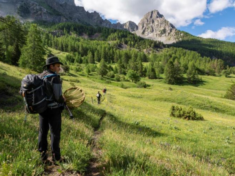 Garde-moniteur, inventaire biodiversité. Crédit photo : Mathieu Ancely - Parc national du Mercantour 