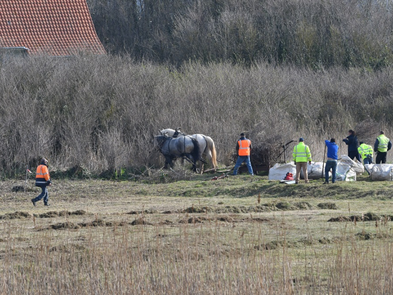 Les agents du Parc naturel marin des estuaires picards et de la mer d'Opale gèrent chaque année des opérations de fauche d’une zone de prés salés de l'estuaire de la Slack. Cette action permet de limiter l’extension du « chiendent maritime », mais aussi de sauvegarder l'espèce végétale Carex divisa, protégée au niveau régional. Crédits : Grégory Engelbrecht / OFB