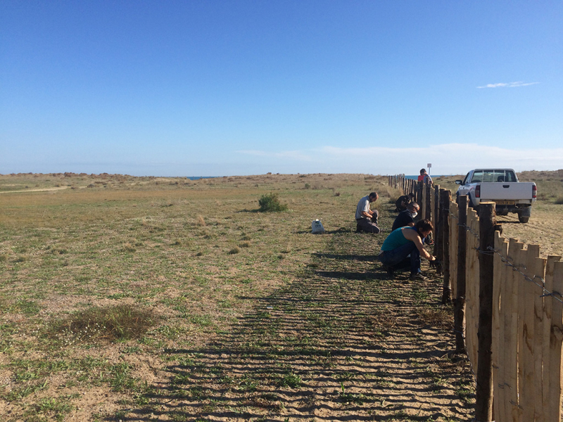 Installations de ganivelles sur la plage de la Marenda. Crédit photo : OFB