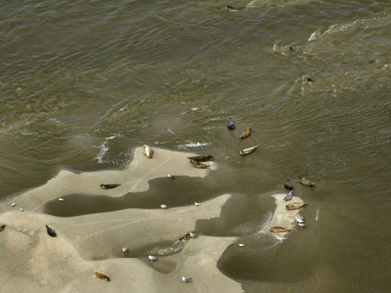 Phoques en baie de Somme. Crédit photo : Laurent Mignaux / Terra