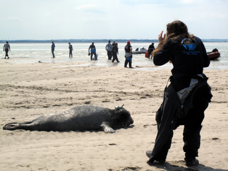 Suivi télémétrique des phoques en baie de Somme. Crédit photo : Sophie Poncet / OFB