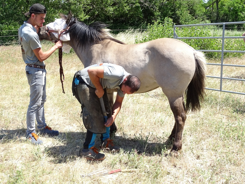 Parage d’un Konik-Polski à la RCFS de Donzère-Mondragon. Crédit : Virginie Croquet