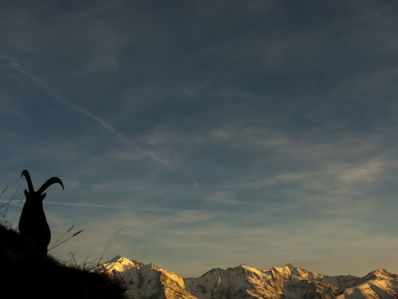 Bouquetin des alpes trônant sur des cimes enneigées. Crédits : Muffat, Joly, Bertrand / OFB