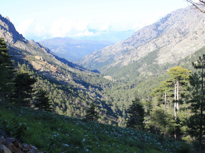 La réserve de chasse et de faune sauvage de Tartagine. Crédit photo : OFB