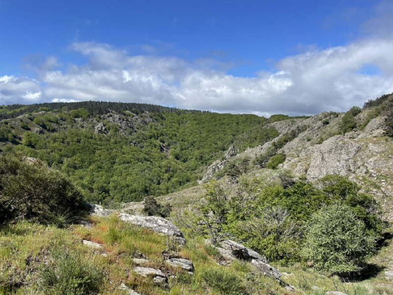 Réserve nationale de chasse et de faune sauvage du Caroux-Espinouse. Crédits : Perrine Riaza-Wallet / OFB