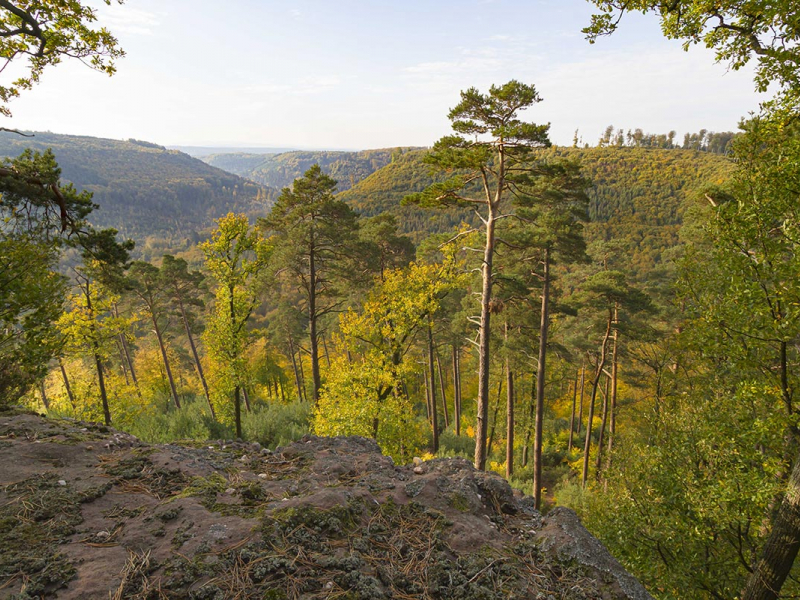 La réserve nationale de chasse et de faune sauvage de la Petite-Pierre