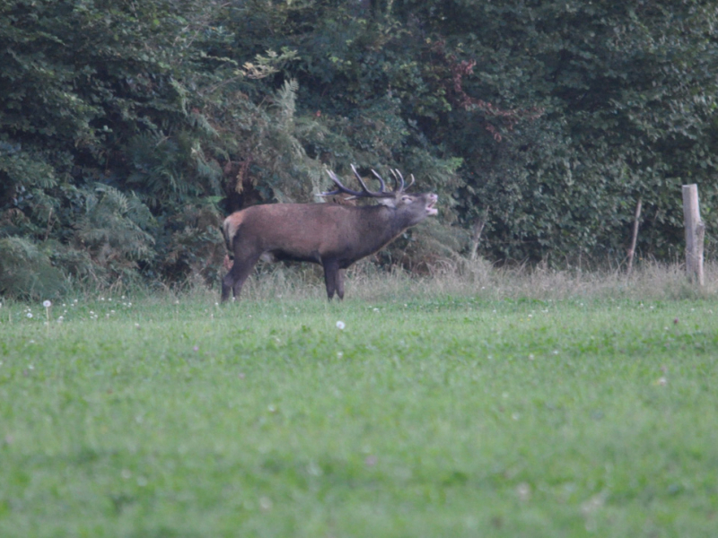 Brame du cerf  l'éclairage des animaux est interdit