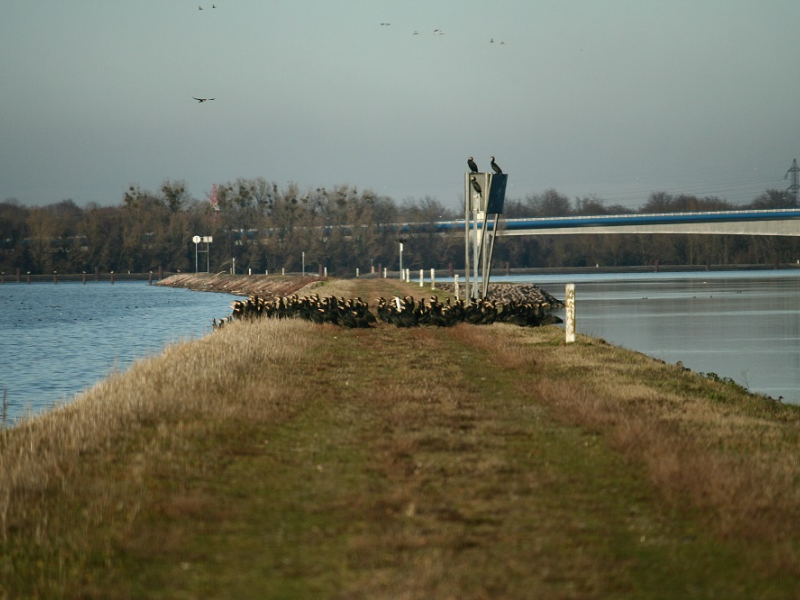 Zone de repos le long du fleuve appréciée des oies et des grands cormorans. Crédits : Erwan Hornier / OFB
