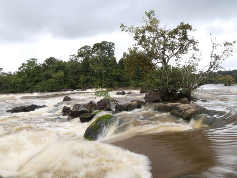 Crédit photo : Arnaud Anselin / Parc amazonien de Guyane