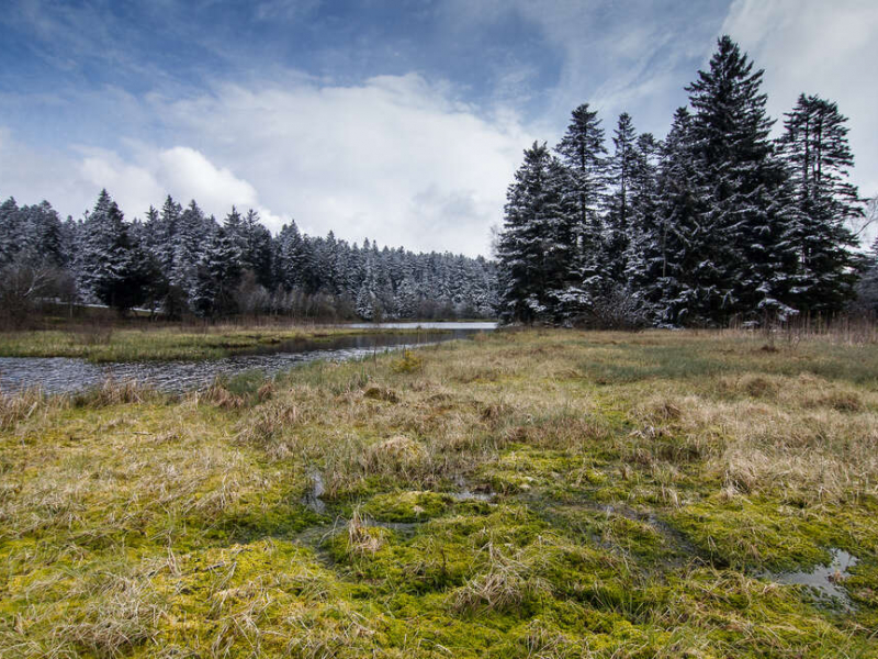 Tourbière dans le département de la Loire. Crédit photo : Sébastien Lamy / OFB