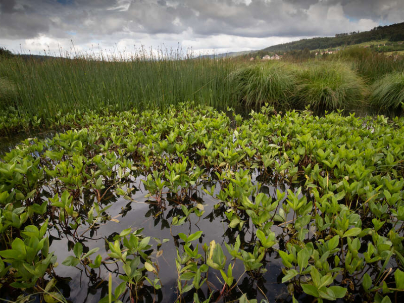 Lake Saint-Point wetland. Photo credit: Sébastien Lamy / OFB