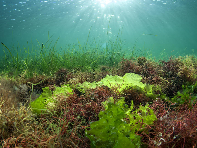  Algues rouges et vertes dans un herbier de zostères marines (Zostera marina). Crédit photo : Mathieu Foulque