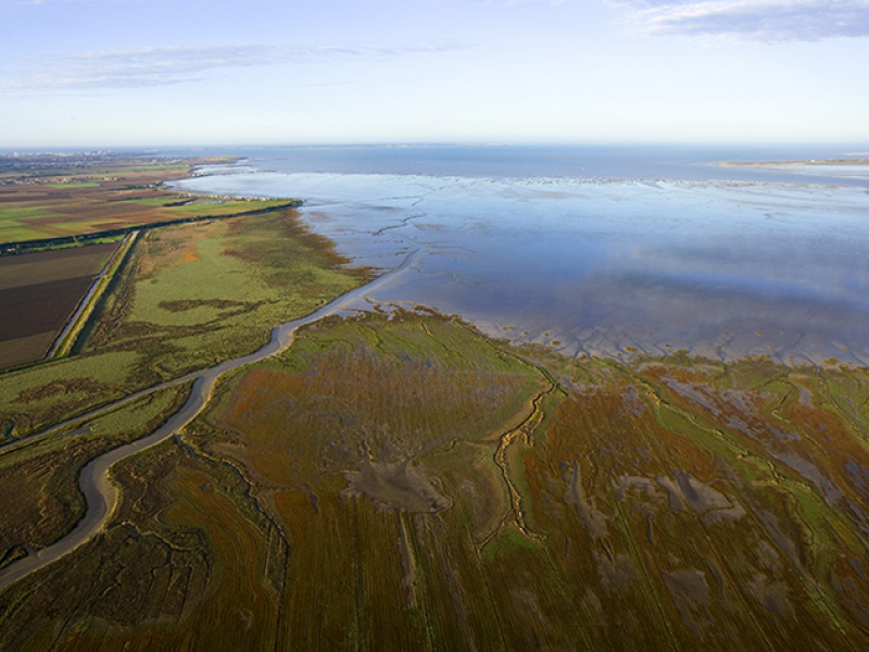 Baie de l'Aiguillon. Crédit photo : Jean-François Hellio & Nicolas Van Ingen